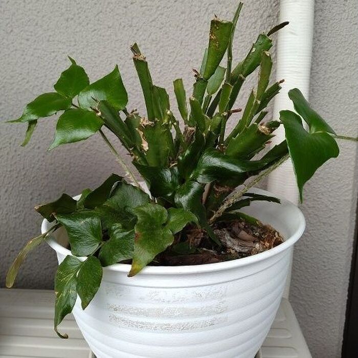 春の植え替え2 シャコバサボテンとヤブソテツ