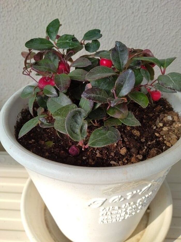 植え替えたチェッカーベリー