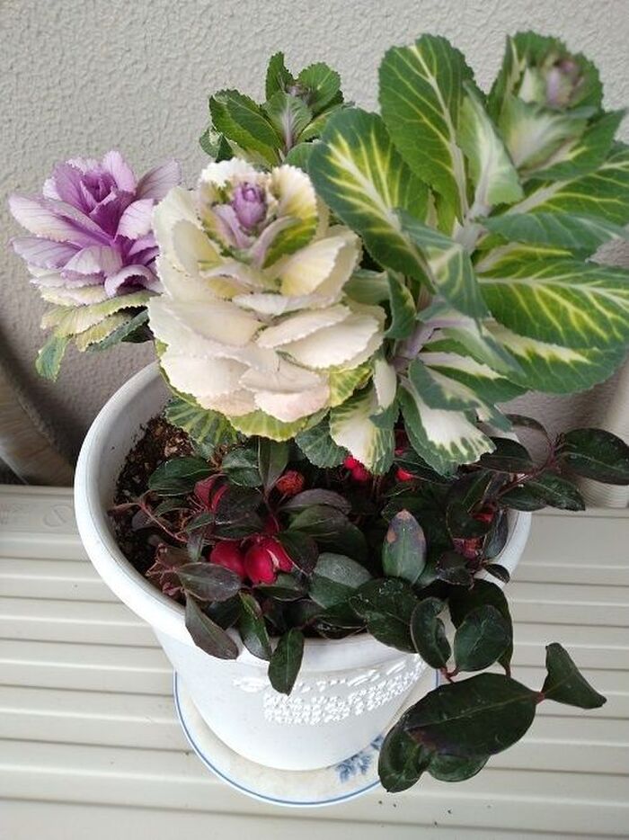 春の植え替え1 葉ボタンとチェッカーベリー