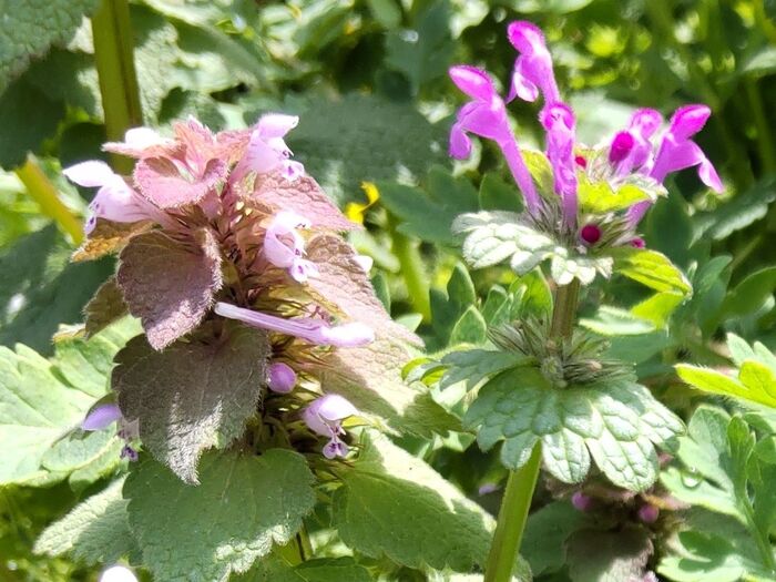 一緒に混在して群生していました。画像の左はヒメオドリコソウ、右がホトケノザです。