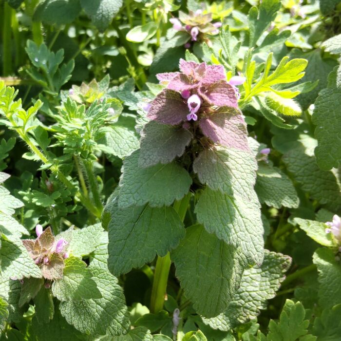 毒があるのかな?と調べてみましたら、毒がある情報は特にありませんでした。