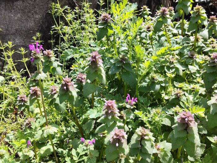 蜜は非常に甘く、花を摘んで蜜を吸うと、微かな甘さを感じるそう。糖度は50度以上もあるそうですよ。