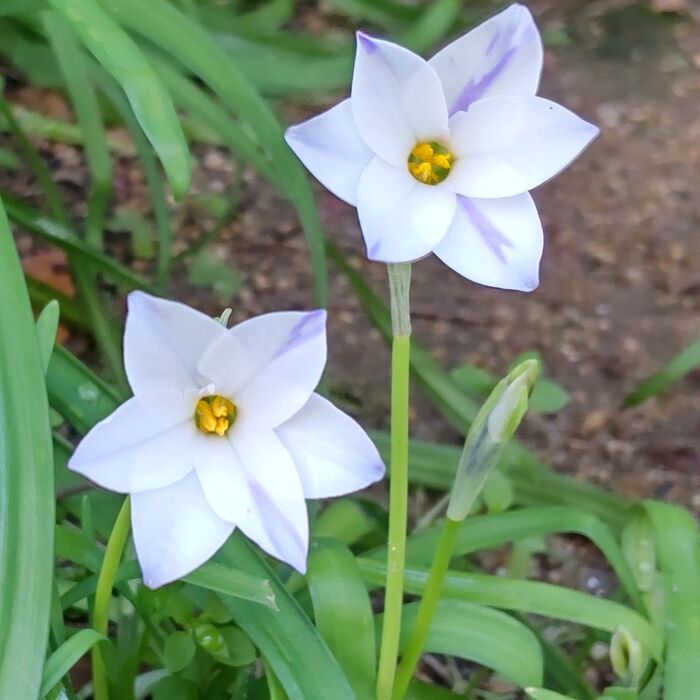 ハナニラの花言葉は、「愛しい人」「星に願いを」「地上の星」「堪え忍ぶ愛」「別離」。