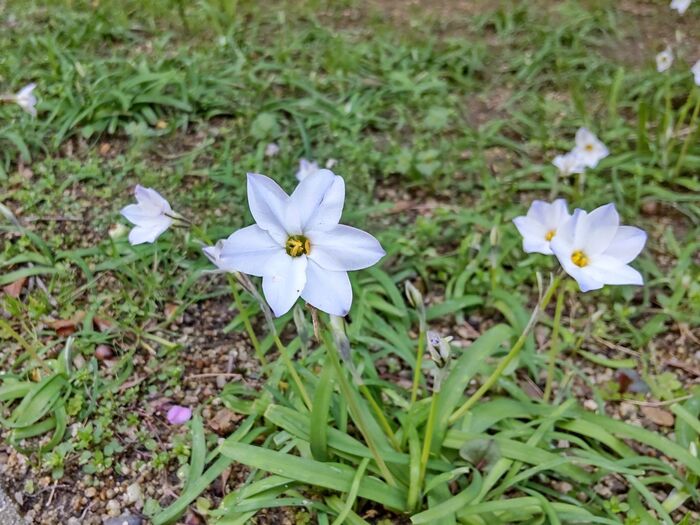 この植物は「ハナニラ(花韮)」別名は、「ベツレヘムの星」。