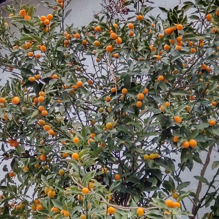 この植物は、「キンカン(金柑)」です。