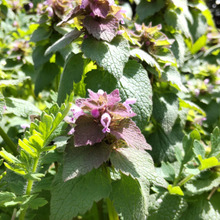 「早春の道端」春の幸せ♡たまげた!可愛い妖怪のような姿の雑草に遭遇ー!毒はあるの?