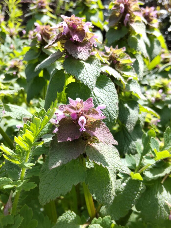 「早春の道端」春の幸せ♡たまげた!可愛い妖怪のような姿の雑草に遭遇ー!毒はあるの?