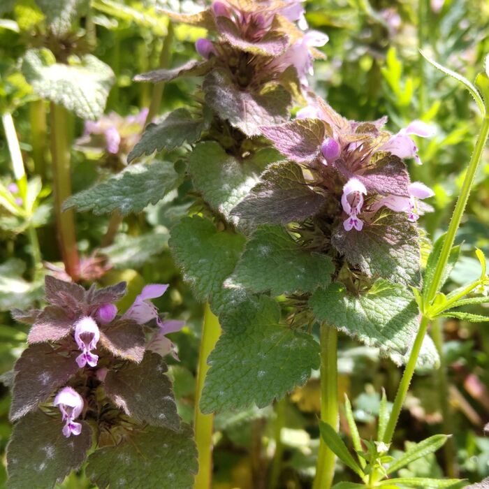 この植物はヒメオドリコソウ(姫踊り子草)