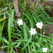「早春のまぎらわしい有毒野草」清楚で可憐な花だけど要注意!葉はニラの香りがするの?