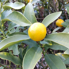 キンカン三兄弟発見!キンカンの実が育む感謝の心、キンカンの花言葉って?