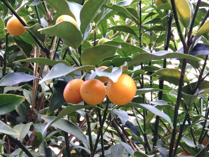 キンカン三兄弟発見ー(笑)!