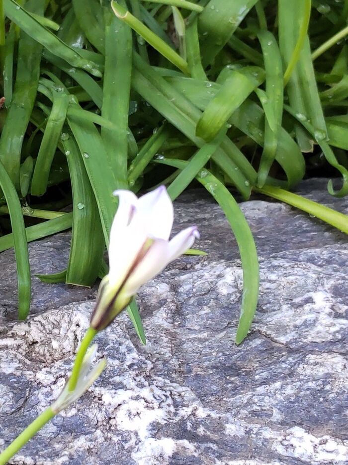 これから咲き始める、横から見た花姿です。