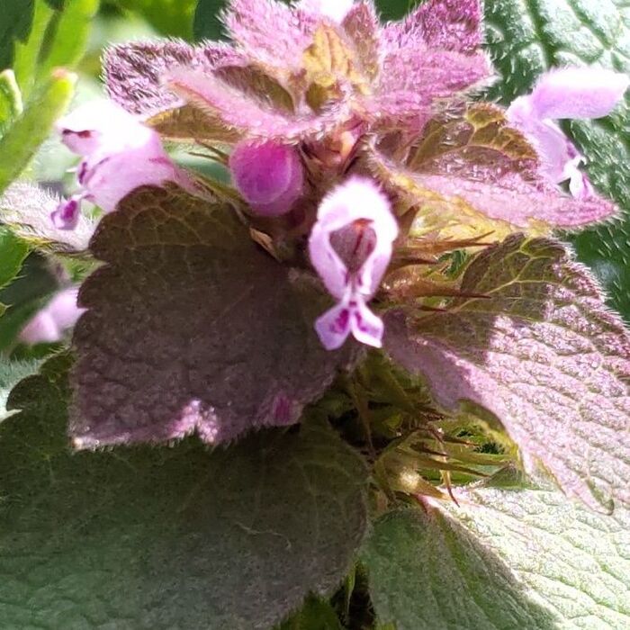 ヒメオドリコソウの花言葉は「春の幸せ」「快活 」「陽気」 「愛嬌」 。