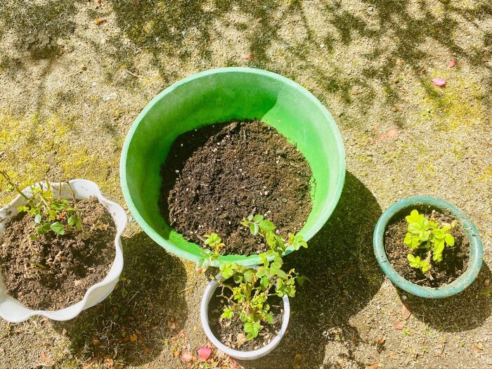 「バラの挿し木をじゃがいもに刺してみた」の続編