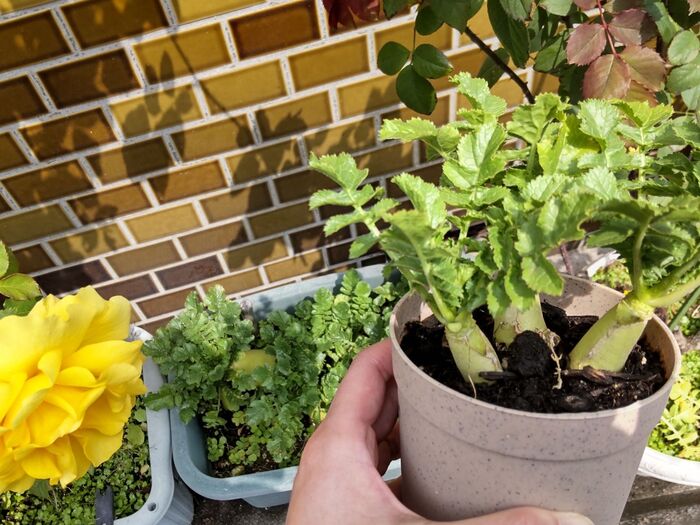 植物が新しい環境でより多くの栄養を得て成長する様子は、小さな喜びを感じさせます!