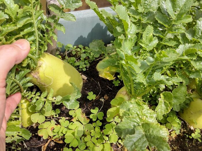 こんな感じで小さな容器のままより、大きくなっていますよ。