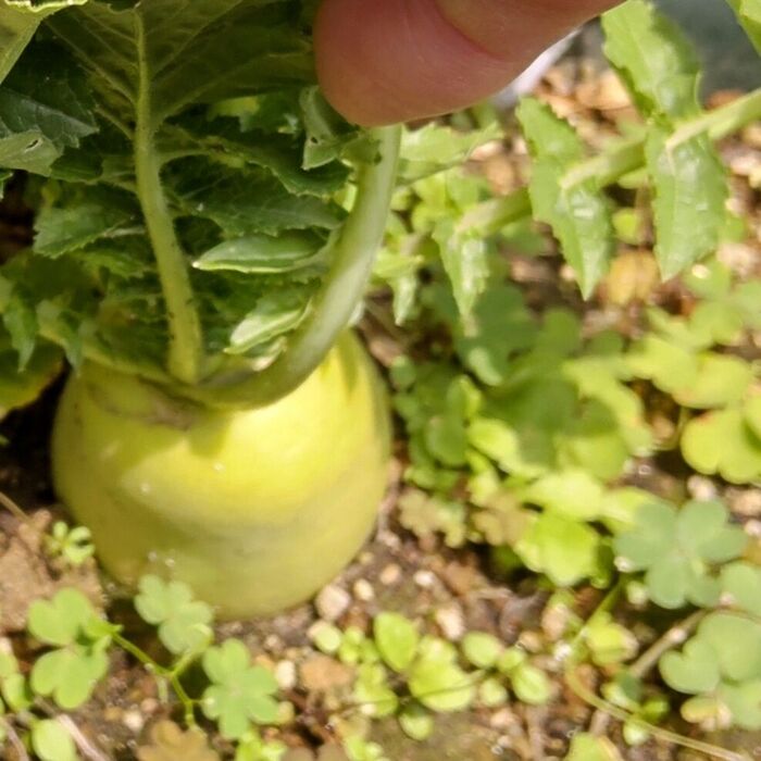 どんどん大きくなっていき・・・