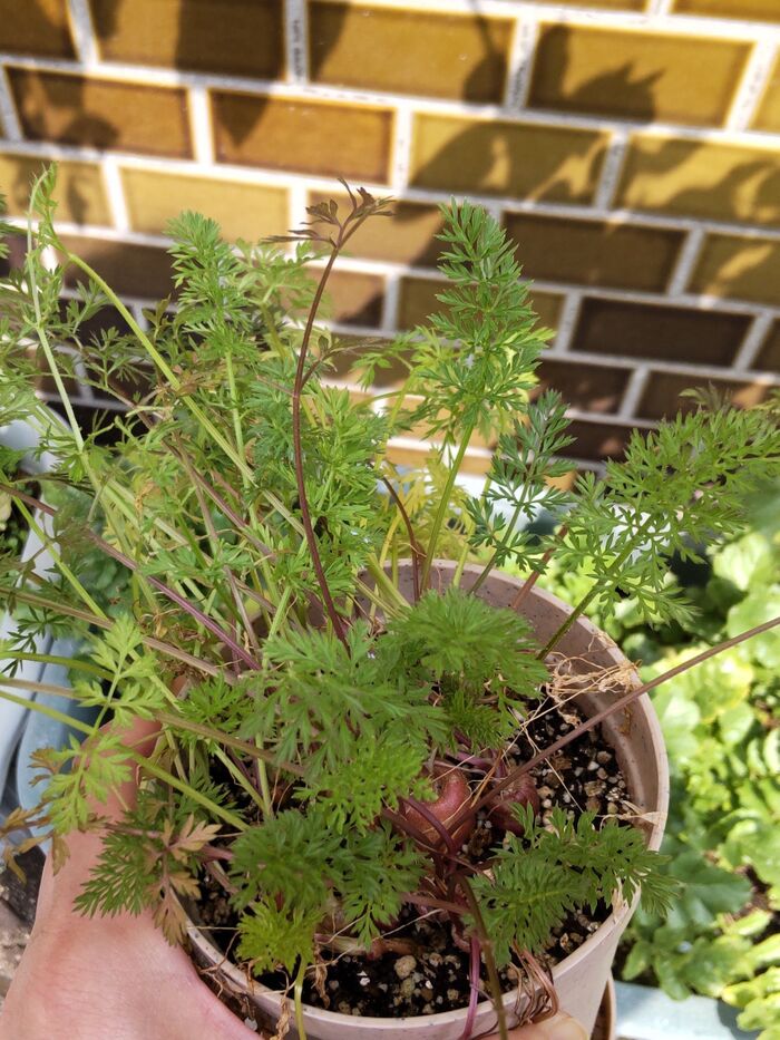 こちら、人参です。小さい人参ができています。