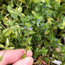 早春♡道端の隠れた宝♡タチイヌノフグリが語る秘めたメッセージとは?