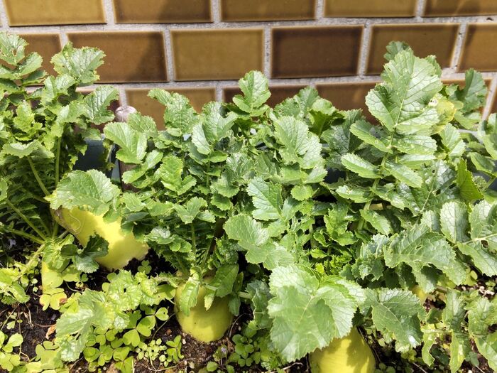 食べてもいいけど、お花を咲かせて、どんな花が咲くか、見てみたいー!