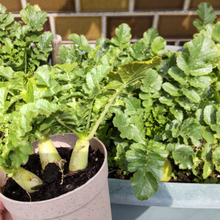 ゲームセンターの景品が早春に豊作ー!♡可愛いミニ大根を立派に育てる方法♪