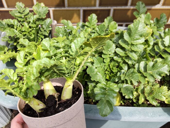 ゲームセンターの景品が早春に豊作ー!♡可愛いミニ大根を立派に育てる方法♪