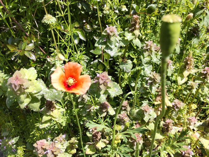 各自治体から駆除を推奨されている植物です。