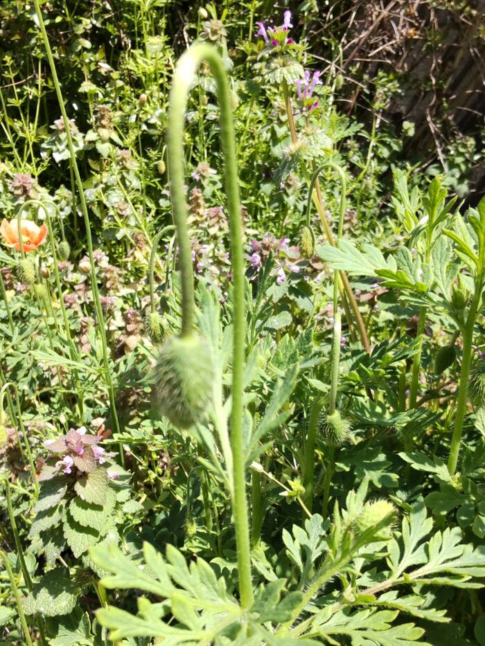 この植物は、よく話題にされる要注意雑草の「ナガミヒナゲシ」です。