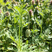 「4月道端の雑草」可愛いけどデビル!貞子のような危険な雑草?各自治体から駆除を推奨されています。