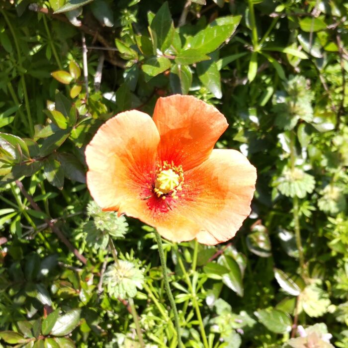 ナガミヒナゲシの花言葉は「平静」「慰め」「癒やし」です。