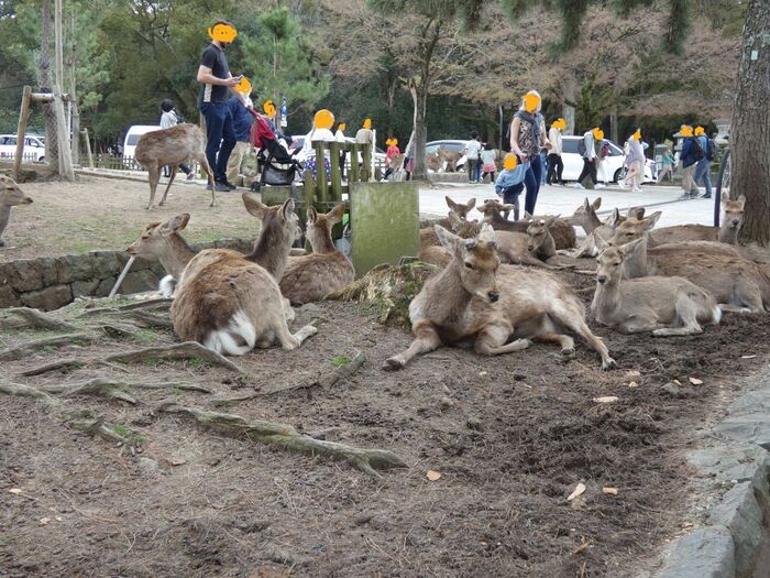【奈良観光】鹿にエサをあげるベストタイミングとは・・