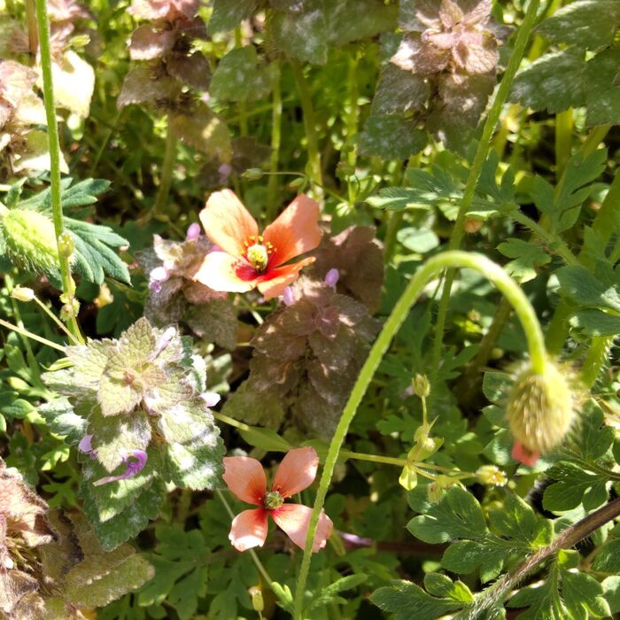 ポピーの花にも似た、可愛いお花です。