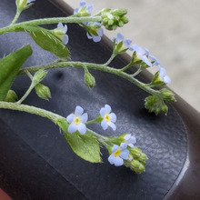 「4月道端のびっくり雑草」えっ?極小の可憐な花は、キュウリの香り?よく見ると、勿忘草似です!