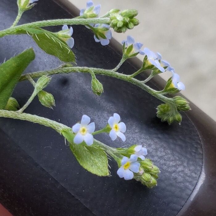 「4月道端のびっくり雑草」えっ?極小の可憐な花は、キュウリの香り?よく見ると、勿忘草似です!
