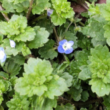 凄く恥ずかしい名前がついた雑草は、春の風物詩♡オオイヌフグリの(青い瞳)見つめてみてねー!