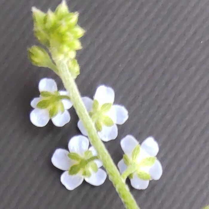 花の付き方も可愛い!裏側です。