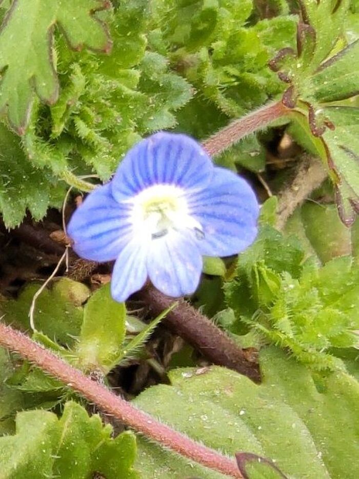 オオイヌノフグリの花言葉 は「忠実」「信頼」「清らか」。