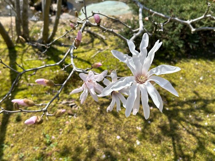 兼六園の春は少し先でした