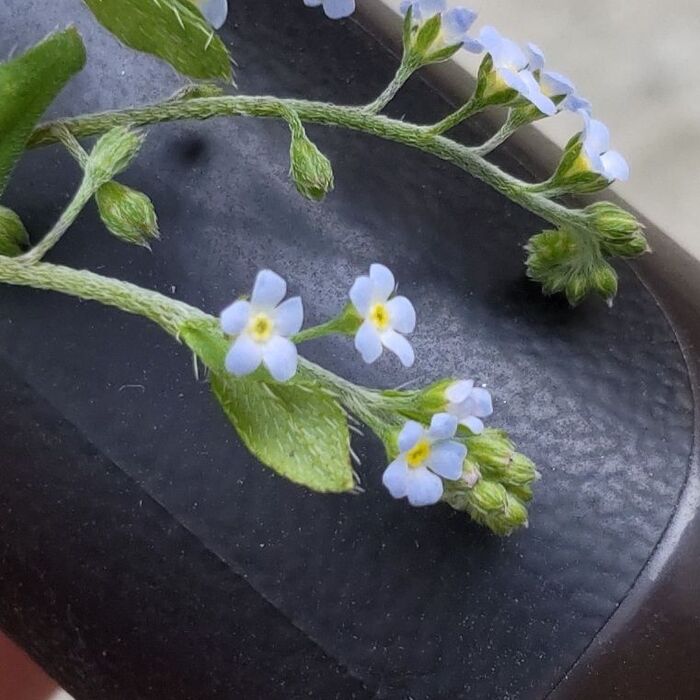 よく見ると、可憐でとても魅力的な花です!花は「勿忘草(ワスレナグサ)」に似ています。