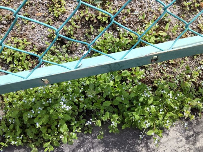 この植物は「キュウリグサ(胡瓜草)」です。別名 胡瓜菜(きゅうりな)。