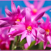 シャコバサボテンの育成方法「蝦蛄葉仙人掌/Christmas Cactus」