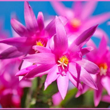 シャコバサボテンの育成方法「蝦蛄葉仙人掌/Christmas Cactus」