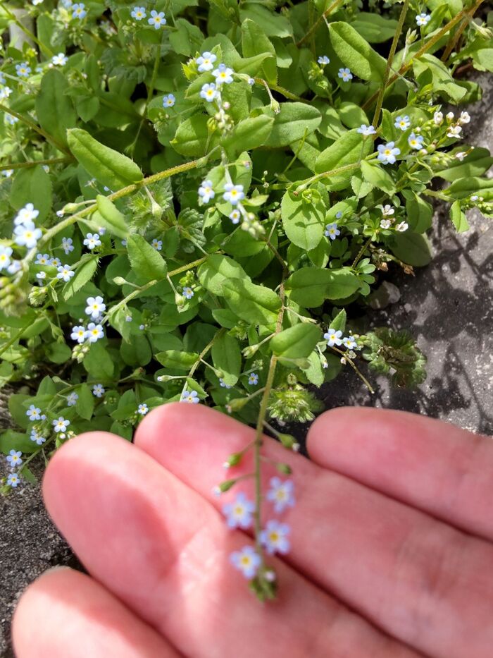 花は2mm位の極小ー!
