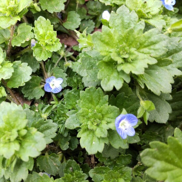 この植物は「オオイヌフグリ(大犬の陰嚢)」です。別名「瑠璃唐草」「天人唐草」「星の瞳」。