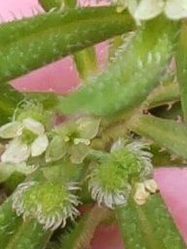 果実は、かぎ状の毛が密生しており、引っ付き虫のような特徴を持っています。