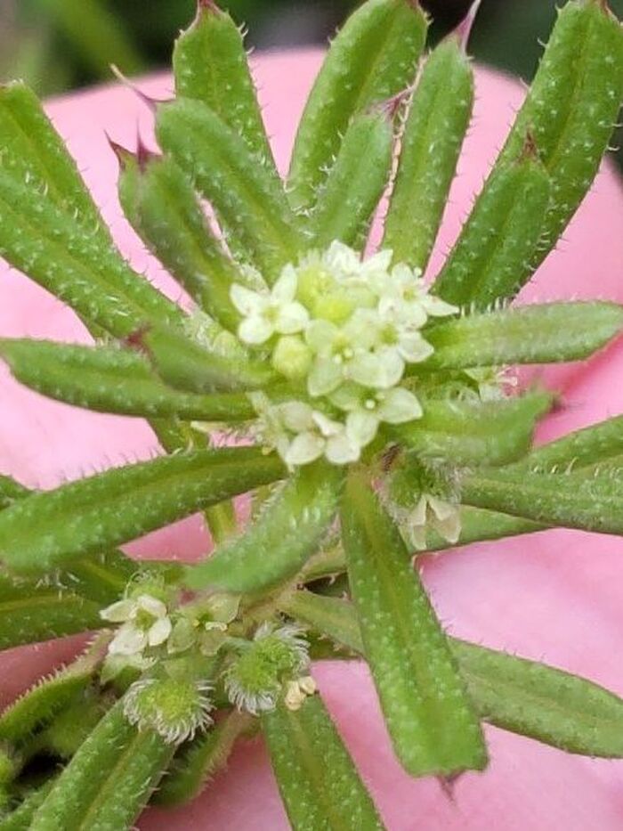 茎や葉の縁にトゲがあり、表面にもトゲが見られ、葉の先端はトゲ状に尖っており、肉眼でも確認できます。