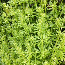 「4月道端の雑草」ヤエムグラ(八重葎)の花が開花した!実は、トゲだらけ!引っ付き虫の特徴をもつ?