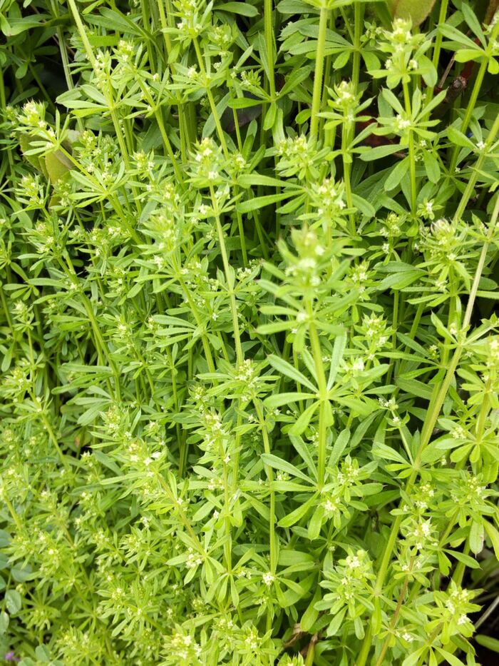 「4月道端の雑草」ヤエムグラ(八重葎)の花が開花した!実は、トゲだらけ!引っ付き虫の特徴をもつ?