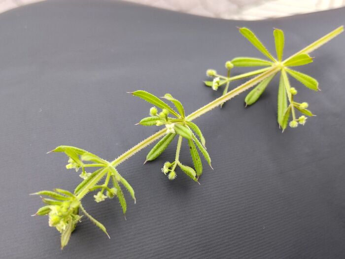 ヤエムグラは人が活用できる植物!