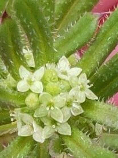 ヤエムグラの花言葉は「抵抗」です。